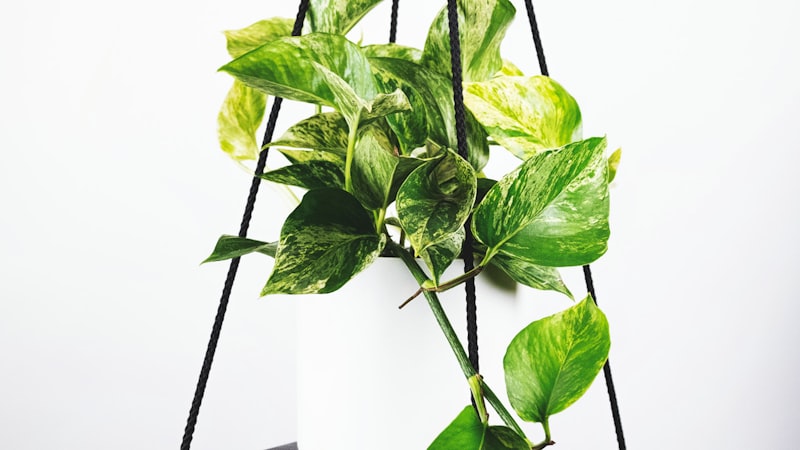 世界杯比赛现场，球迷们挥舞旗帜热情助威的宏大场面